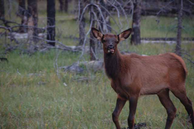 mule deer